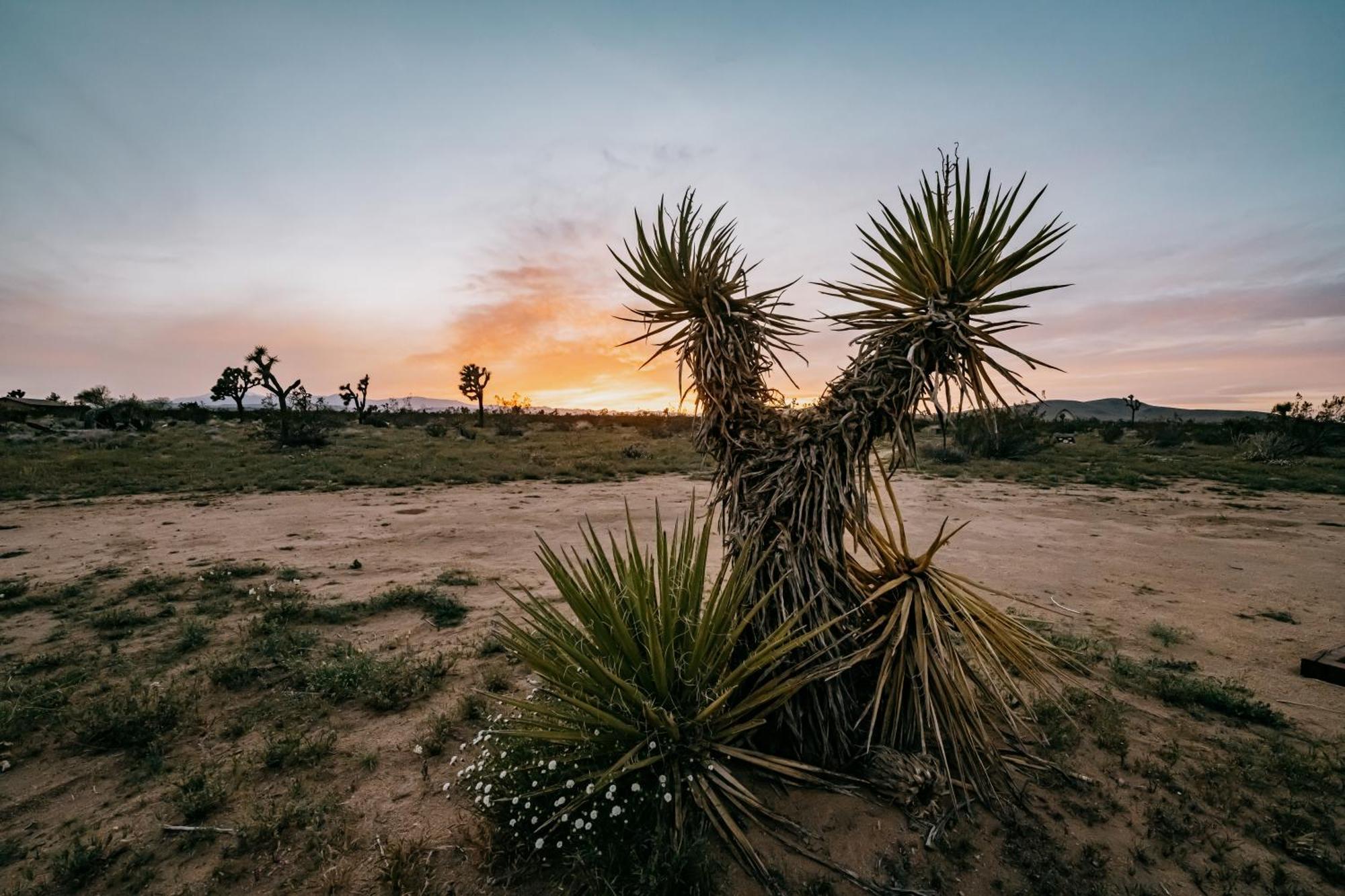 Coyote Tracks - A Modern Desert Experience Villa Joshua Tree Dış mekan fotoğraf